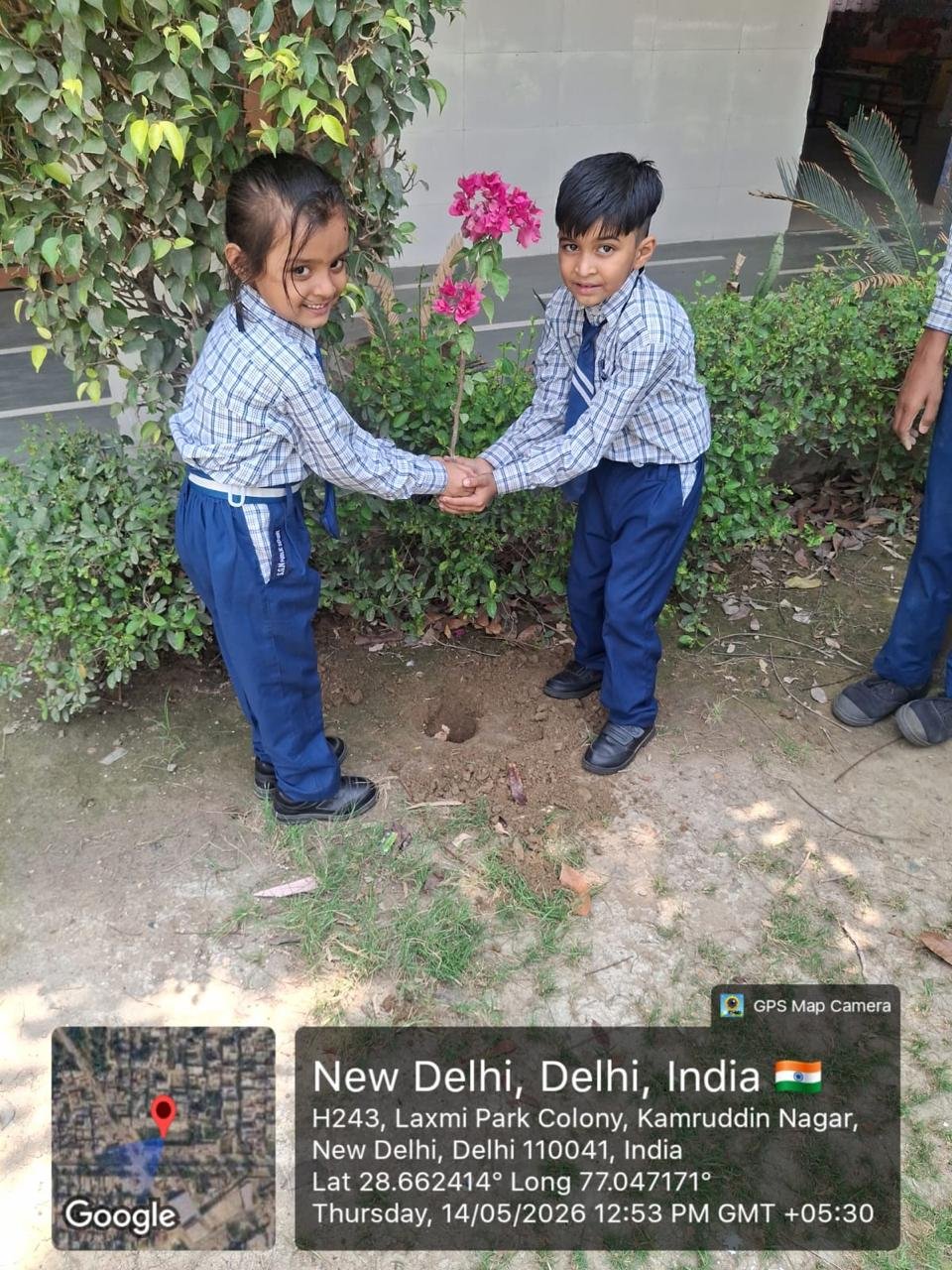 Tree Plantation